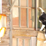 Wordpressの管理画面外からユーザーを追加する。