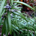 ローズマリー植替え